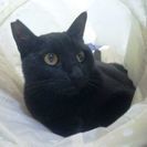 つやつやの黒猫ちゃんです。名前はさくら（女の子）