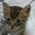 とても可愛い赤ちゃん猫貰ってニャン - 寝屋川市