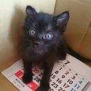 一ヶ月の黒猫  