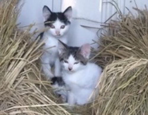 子猫の仲良し兄弟 ちなみ 越前の猫の里親募集 ジモティー