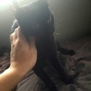 黒猫 ♀の画像
