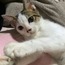 4兄弟の子猫の里親さん募集 − 埼玉県