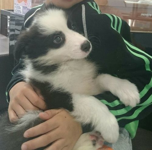 H27年8月26日生まれの男の子 ボーダーコリーです。家の都合で飼え 