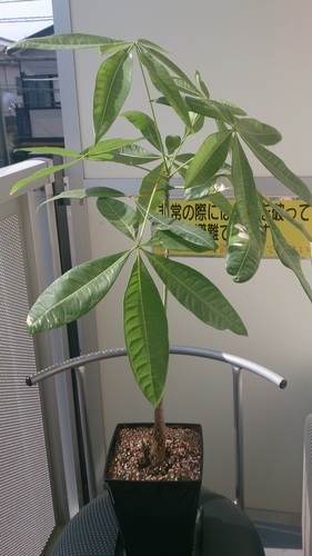 【観葉植物】パキラ（実生） x3鉢