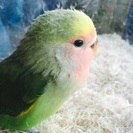 コザクラインコ