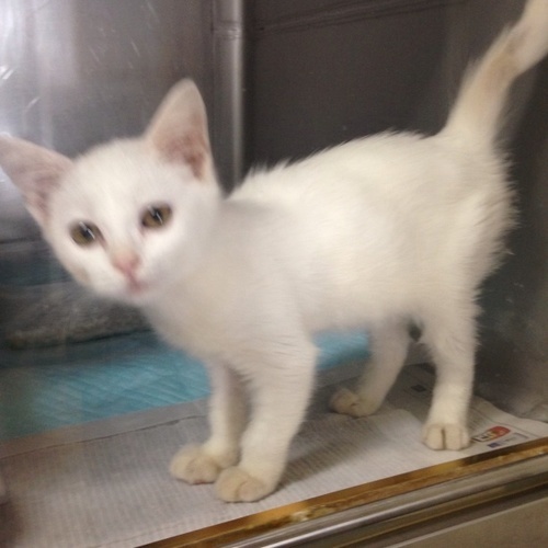 保護された猫 家族に迎えて下さる方を探しています ハピネス 豊橋の猫の里親募集 ジモティー 保護された猫 家族に迎えて下さる方を探しています ハピネス 豊橋の猫の里親募集 ジモティー