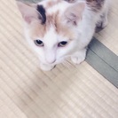 三毛猫！