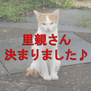 子猫の里親募集（ミケ メス５～６か月） − 静岡県