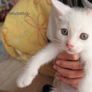 オッドアイを含む6匹の子猫の里親さん募集！2015・9・14生まれです。 − 愛知県
