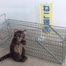 ねこ藩◆飼い主のいない猫と殺処分を減らしたい：寄付金付きマグカップの販売 - メンバー募集