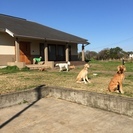 サルーキ専門犬舎　ラミュエル