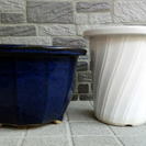 ♪　ガーデニング　盆栽　　白い陶器製の鉢　藍色の陶器製の鉢　ガー...