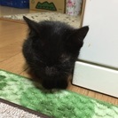 黒猫オスの画像