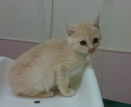 優しいクリーム色の子猫兄弟２ヶ月 くー 市原の猫の里親募集 ジモティー