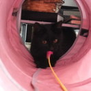 とても懐っこい黒猫ちゃん４カ月半女の子 - 安中市