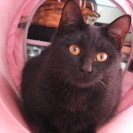 とても懐っこい黒猫ちゃん４カ月半女の子 − 群馬県