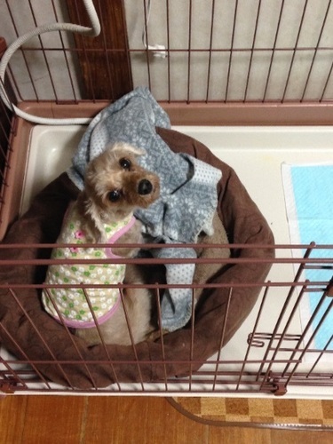 アプリコット色の7歳 メス犬です とも1 八代のトイプードルの里親募集 ジモティー