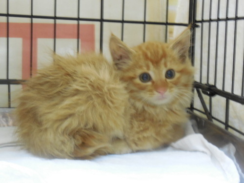 茶トラ長毛子猫２ヶ月半オス 綾野 つきみ野の猫の里親募集 ジモティー