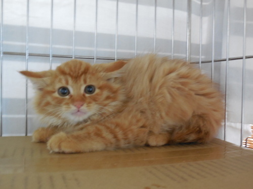 茶トラ長毛子猫２ヶ月半オス 綾野 つきみ野の猫の里親募集 ジモティー
