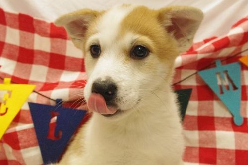 生後２カ月茶白の雑種の女の子です 犬猫救済の輪 川崎のその他の里親募集 ジモティー
