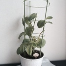 観葉植物  ☆ペペロミア 鉢付き☆  高さ約40cm