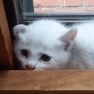 子猫1ヶ月白い子です。