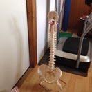 骨格模型 脊柱