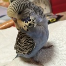 ９月生まれジャンボセキセイインコ