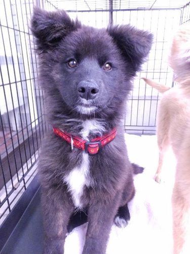 生後３カ月の黒白の雑種の女の子です 犬猫救済の輪 川崎のその他の里親募集 ジモティー