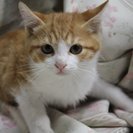 兵庫県尼崎市武庫之荘　かわいい子猫の里親になって下さい  全員決...