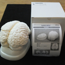 【取引完了】アーテック　脳解剖模型･標本