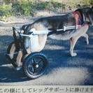 犬用車椅子・犬用カート（大型犬用・ジャーマン・シェパードなど）