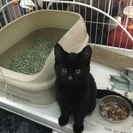 可愛い黒猫ちゃんの里親募集