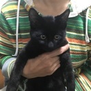 可愛い黒猫ちゃんの里親募集 - 豊橋市