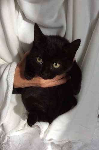 幸福を呼ぶクロ猫 クロくん2ヶ月 Npo法人 府中猫の 武蔵境の猫の里親募集 ジモティー