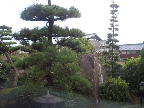 日本庭園の木 庭石を使って下さい らいむ 三豊のその他の中古あげます 譲ります ジモティーで不用品の処分