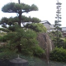 日本庭園の木・庭石を使って下さい