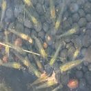 ミナミヌマエビ　20匹+おまけ　レッドラムズホーン（巻貝）+金魚草の画像
