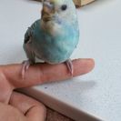 水色のインコ　10/28生まれの画像