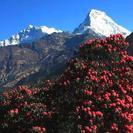 初心者向け　はじめてのヒマラヤ展望ハイキング　ネパールの国花　山...