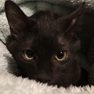 亡くなった母猫に寄り添っていた子猫☆ 4カ月の黒猫のショコラくん