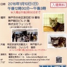 １月１０日（日曜）第１８回猫の譲渡会（NPO法人神戸猫ネット＆株...