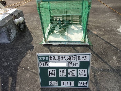 かめさわはと捕獲 鳩捕獲専門業者 九州一円出張可能 鳩よけネット設置 鹿児島県霧島市の鳩捕獲業者 宮崎県の鳩駆除業者 かめさわ 嘉例川の便利屋の無料広告 無料掲載の掲示板 ジモティー