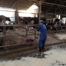 酪農ヘルパー − 群馬県