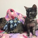 神戸市北区で子猫を飼ってくれる人募集