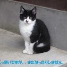 子猫2匹