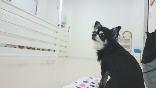 犬の学童教室 犬のひみつきちで いぬいく はじめましょう 犬のひみつきち 森下の犬の無料広告 無料掲載の掲示板 ジモティー
