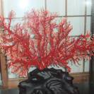 赤い珊瑚樹を譲ってください。の画像