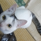 元気なオス子猫。白黒模様 【里親さん決定】 - 横須賀市