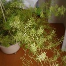 鉢植えアスパラガス2鉢セット